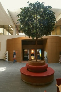 ficus gigant 5 meter