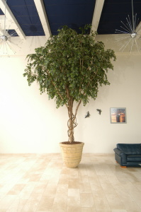 ficus 5,5 meter