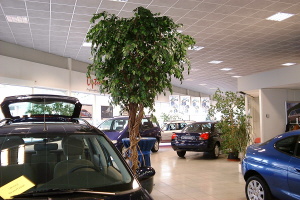 ficus gigant 360 cm.