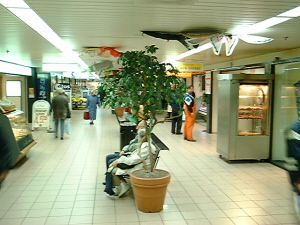 ficus benjamini 240 cm.